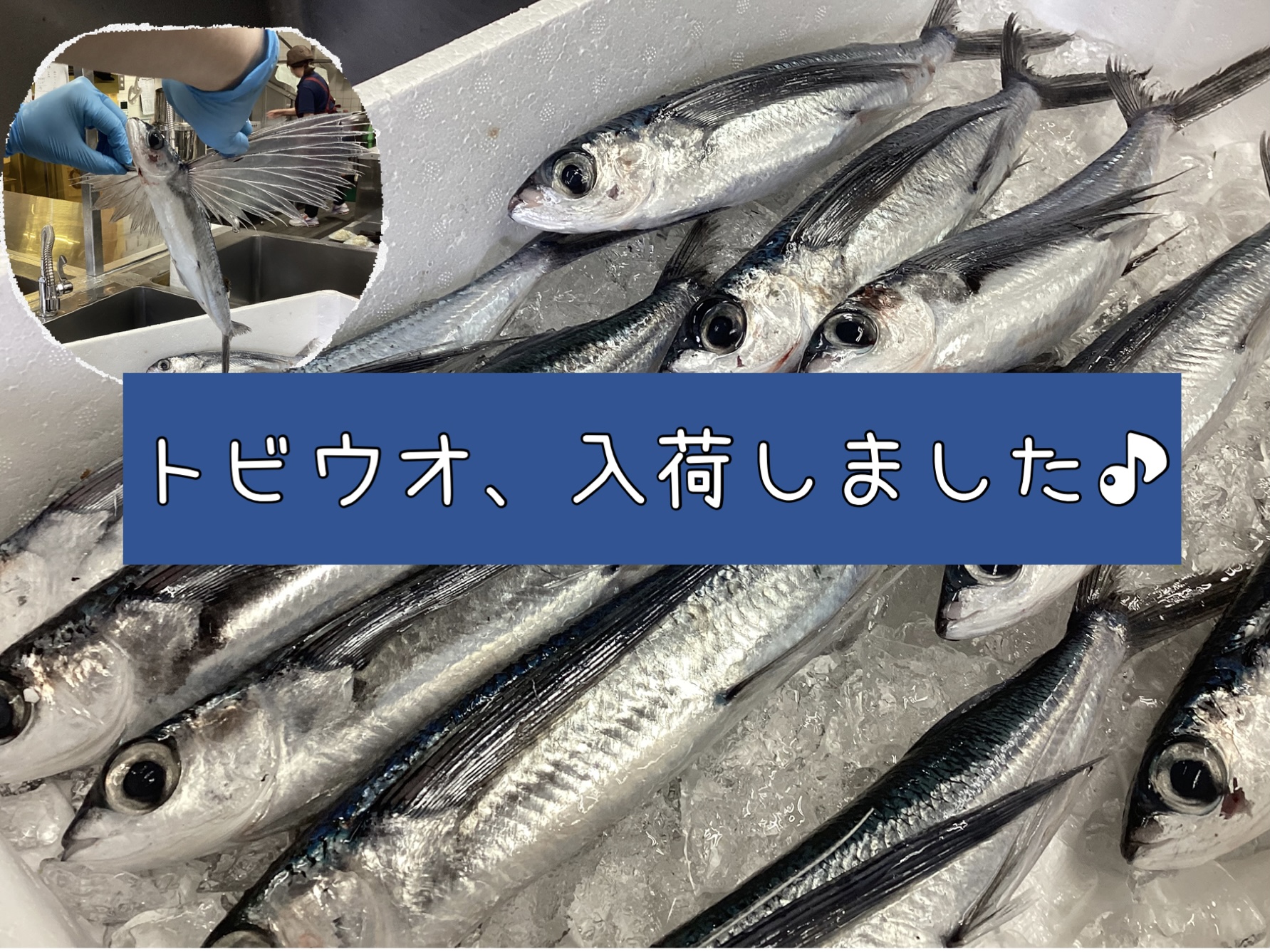 トビウオ、入荷しました♪