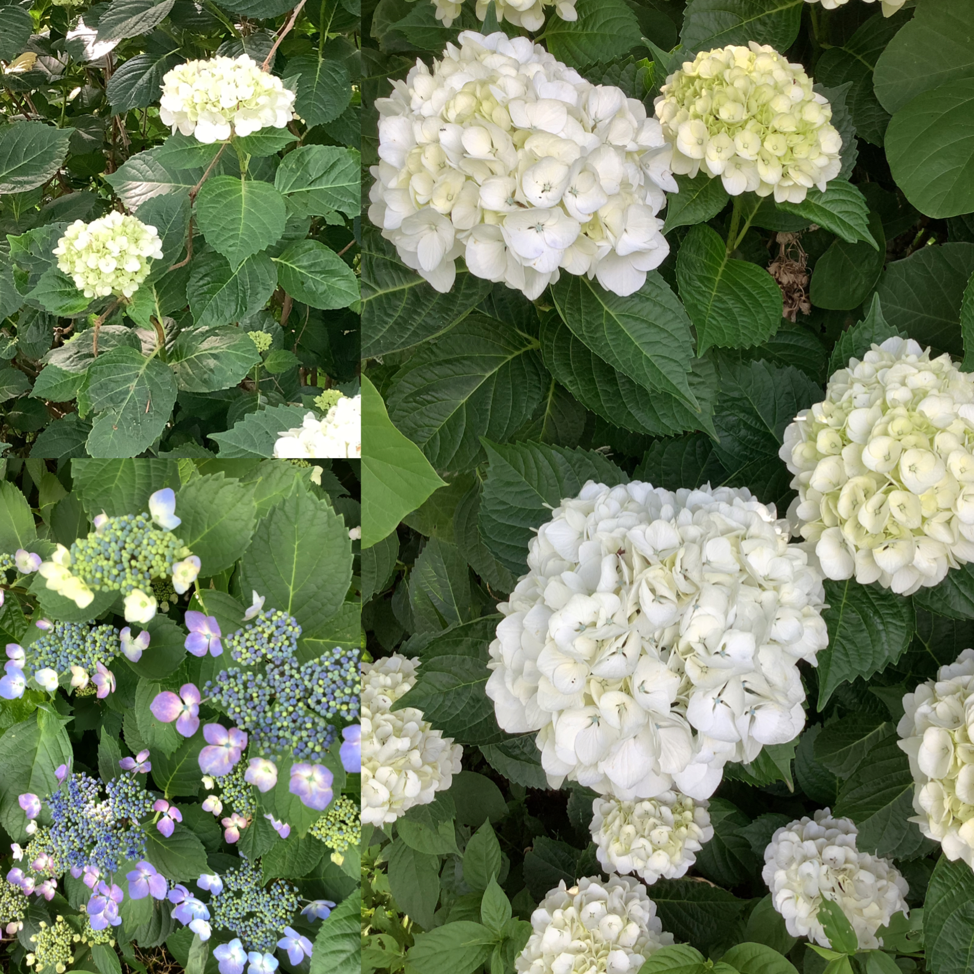 紫陽花が咲きだしました